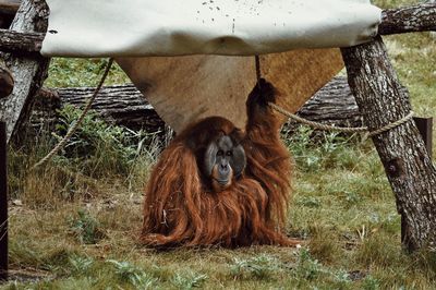 Monkey sitting on a field