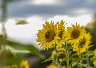 Close-up of bee on sunflower blooming outdoors