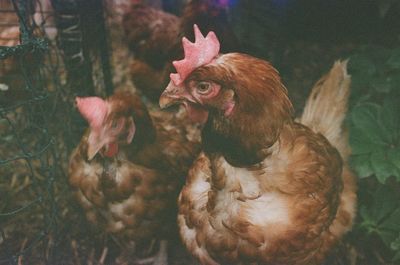 Close-up of rooster