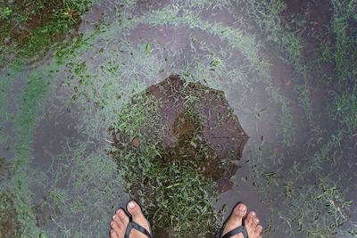 Low section of person standing by plants