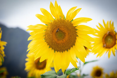 Close-up of yellow sunflower