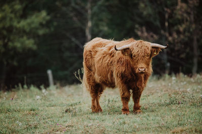 Portrait of a horse on field