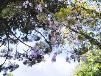 Low angle view of tree against sky