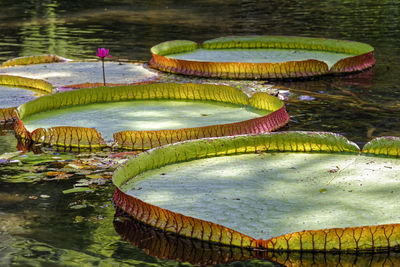 Close-up of lotus water lily in lake