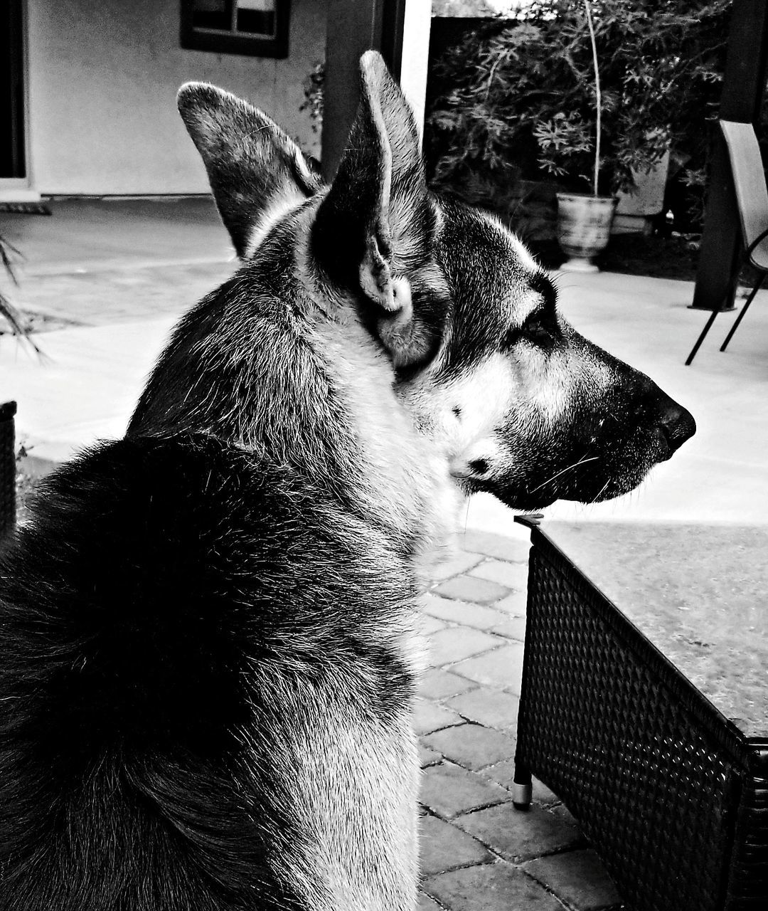 animal, animal themes, one animal, mammal, pet, domestic animals, dog, black, canine, black and white, monochrome, monochrome photography, no people, day, animal body part, looking, seat, indoors, looking away