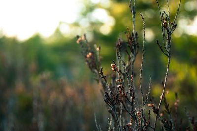 Close-up of plant growing on field