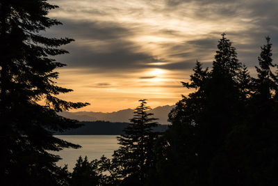 Silhouette trees against sky during sunset