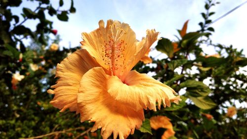 Close-up of orange flowering plant against sky