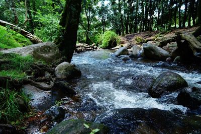 Scenic view of waterfall in forest