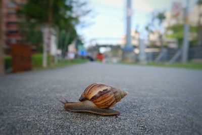 Close-up of snail on road