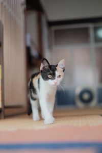 Close-up portrait of cat sitting