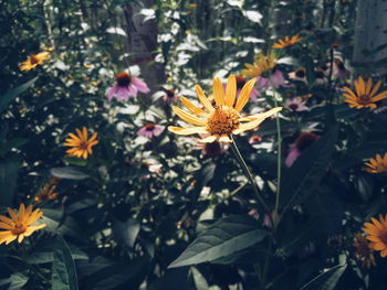 Close-up of flowers blooming outdoors
