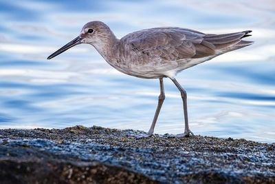 Close-up of bird perching on beach