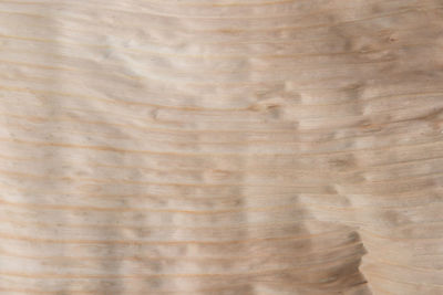 Full frame shot of tree trunk