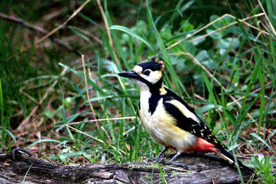 Close-up of bird perching on a field