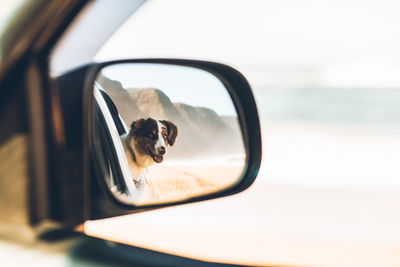 Dog in a car mirror