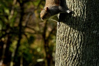 Close-up of squirrel on tree trunk