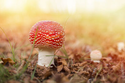 Specimen of fly agaric in an autumn mountain forest