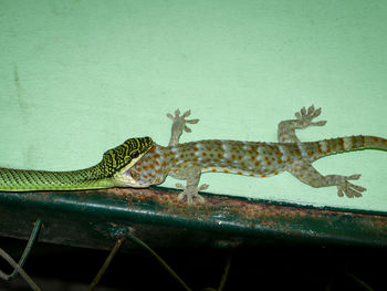 Close-up of lizard on wall