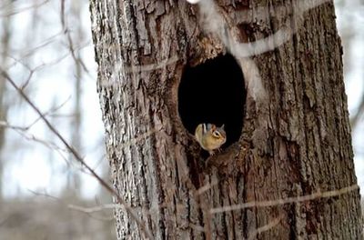 Close-up of tree trunk