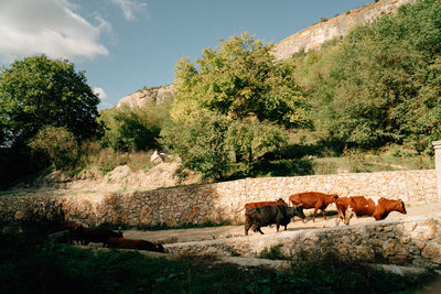 Cows in a field
