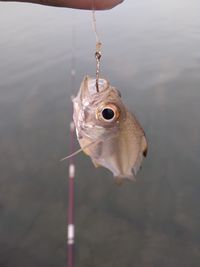 Close-up of fish in water