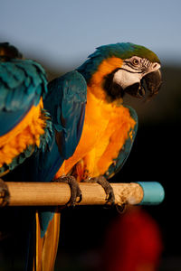 Close-up of parrot perching on branch