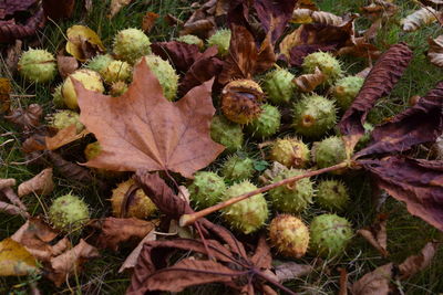 High angle view of dry leaves on field