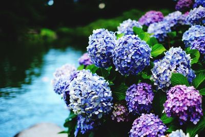 Close-up of purple flowers