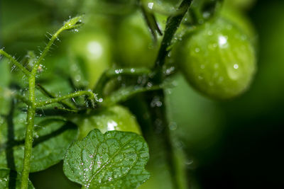 Close-up of wet leaves on plant during rainy season