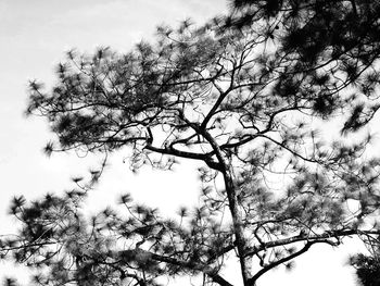 Low angle view of flowering tree against sky