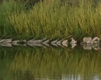 Reflection of trees in water