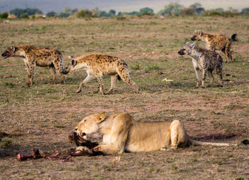 Lioness hunting on field with hyena in background