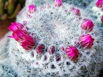 Close-up of fresh pink cactus flower blooming outdoors