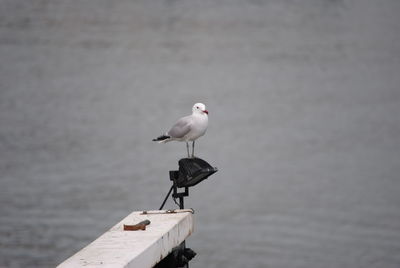 Seagull perching on a wood
