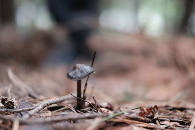 Close-up black mushroom and fungus on forest floor.