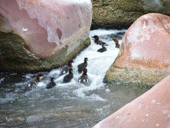 High angle view of ducks on rock by lake