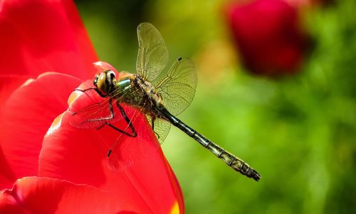 Close-up of insect on flower