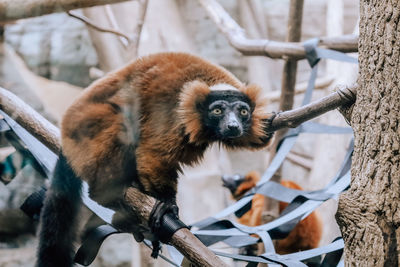 Close-up of monkey