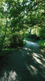 Road passing through forest