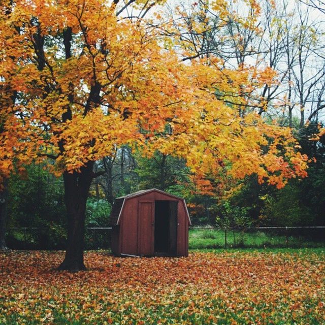 tree, autumn, change, season, yellow, growth, orange color, beauty in nature, branch, nature, tranquility, flower, built structure, tranquil scene, architecture, building exterior, leaf, scenics, field, house