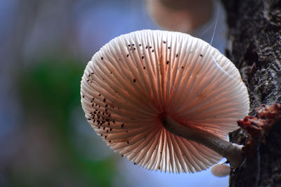 Close-up of mushroom