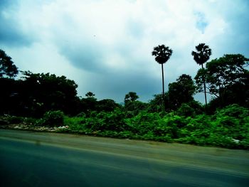 Trees against cloudy sky