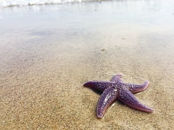 View of crab on beach