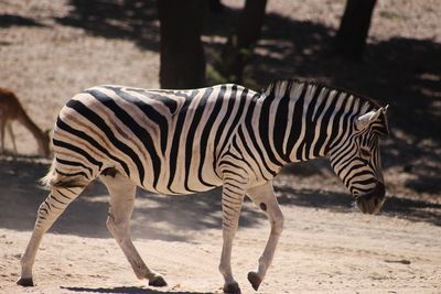 Side view of zebra standing outdoors