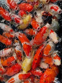 High angle view of koi carps swimming in sea