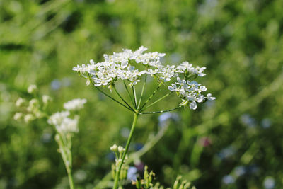 Close-up of white flowering plant