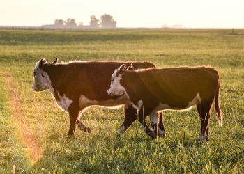 Cows grazing on field