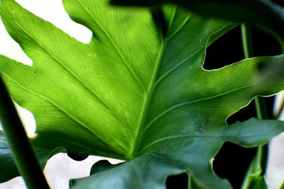 Close-up of leaves