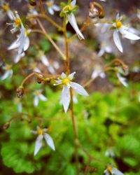 Close-up of white flowering plant